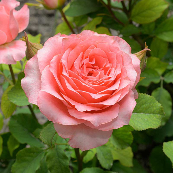 Роза флорибунда Корал Желе Садовита