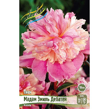 Пион Мадам Эмиль Дебатен 2/3 n 1 шт