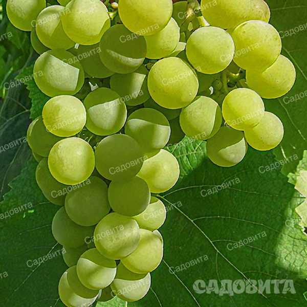 Виноград Гайлюне очень ранний Садовита