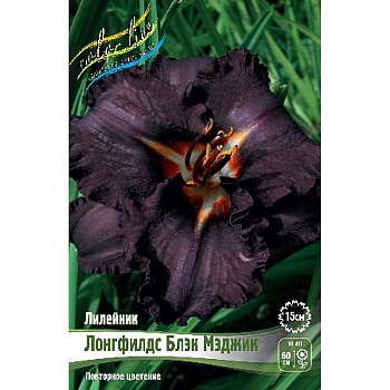 Лилейник Лонгфилдс Блэк Мэджик I 1 шт