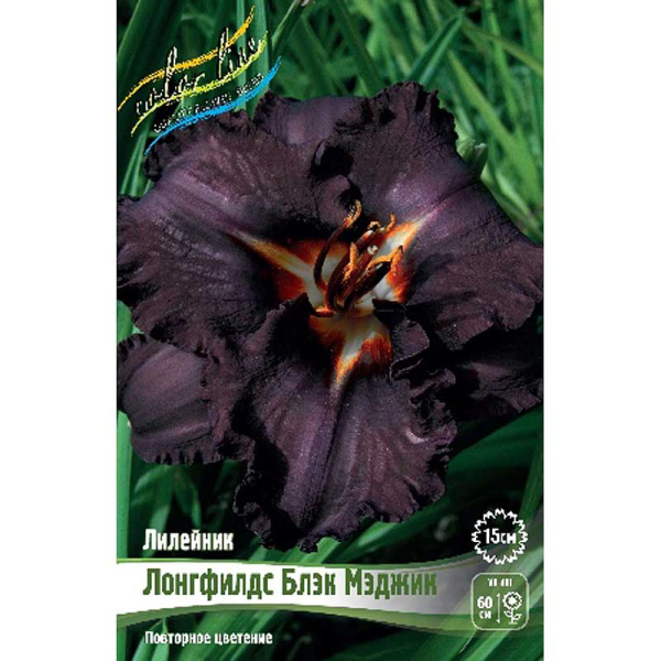 Лилейник Лонгфилдс Блэк Мэджик I 1 шт