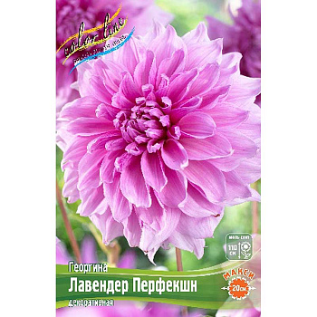 Георгина Лавендер Перфекшн I 1 шт
