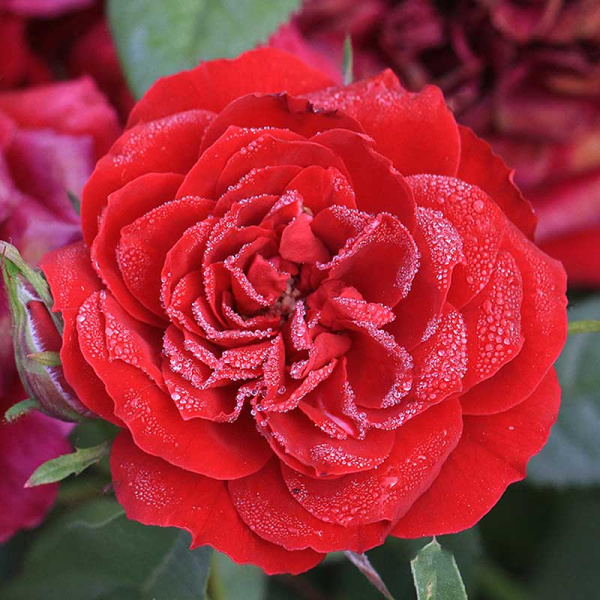 Роза миниатюрная Бейби Баккара Садовита