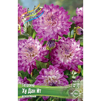 Георгина Ху Дан Ит I 1 шт