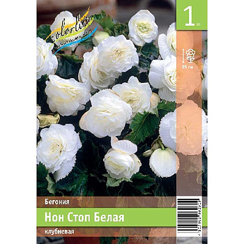 Бегония Нон Стоп Белая 5/6 1 Эконом шт 