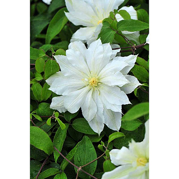 4242 Биг-Пак Клематис Халина Нолл I 25 шт 