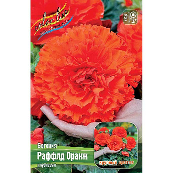 Бегония Раффлд Оранж 4/+ 2 шт