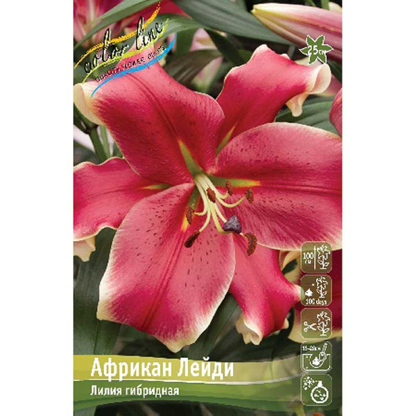 Лилия Африкан Лейди 12/14 5 шт