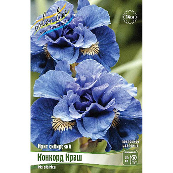 Ирис Сибирский Конкорд Краш I 25 шт Биг-пак 1823