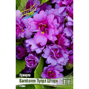 Примула Barnhaven Пупрл Шторм I 1 шт 
