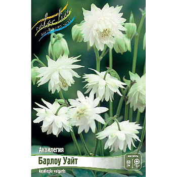8282 Биг-Пак Аквилегия Барлоу Уайт I 25 шт