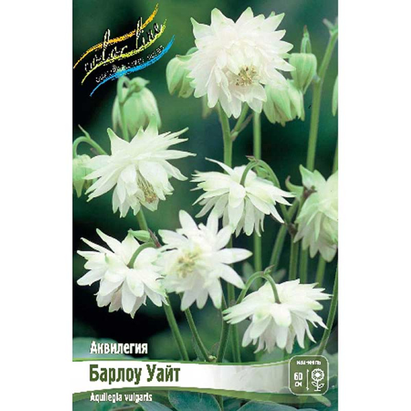 8282 Биг-Пак Аквилегия Барлоу Уайт I 25 шт