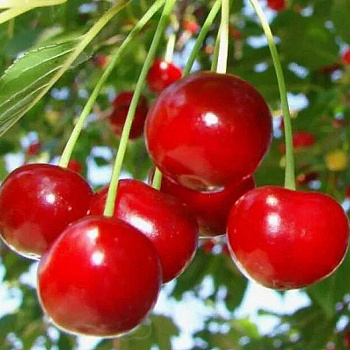 Вишня Быстринка Садовита
