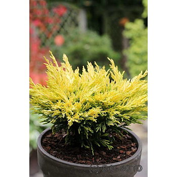 Можжевельник Горизонтальный Лайм Глоу P9