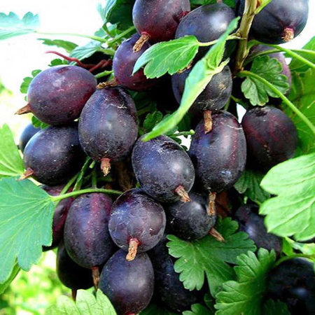 Крыжовник Черный Негус Садовита