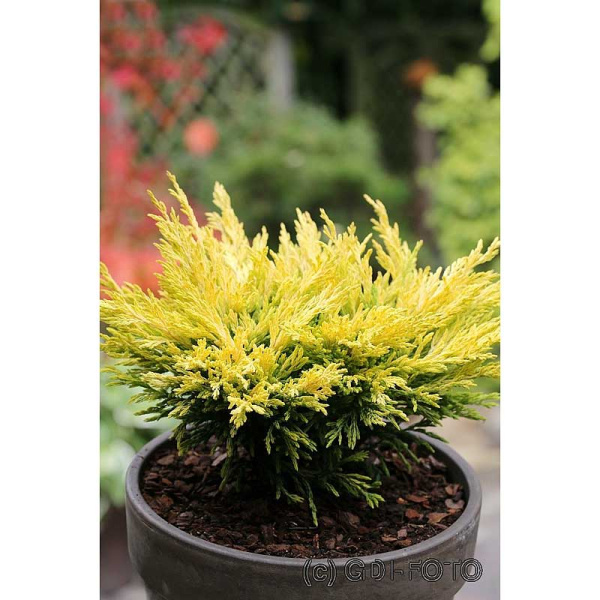 Можжевельник Горизонтальный Лайм Глоу P9