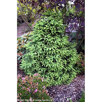 15835 Ель Восточная Грациллис C1.5 ,шт