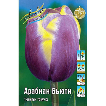 1745 Шоу-бокс Тюльпан Арабиан Бьюти 11/12 100 шт