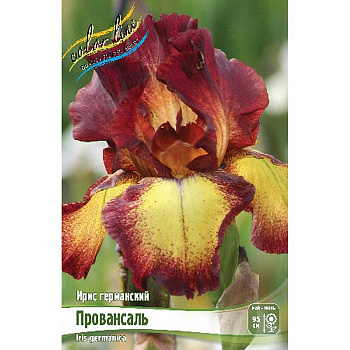 Ирис Германский Провансаль I 25 шт Биг-пак 524 