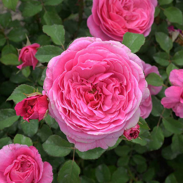 Роза Шраб Абдиэль Садовита