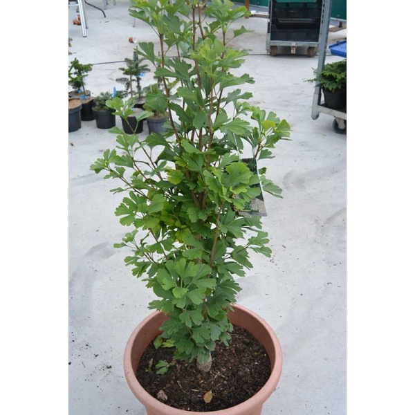 Гинкго Билоба Менгир P9 15-20