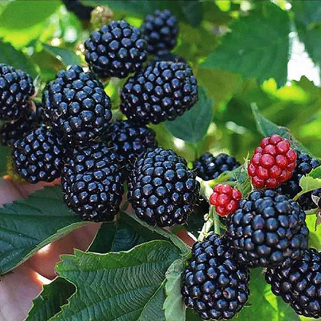 Ежевика Полар Садовита