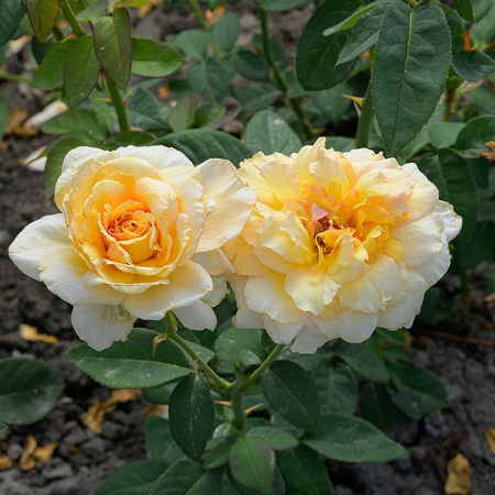 Роза Шраб София Ренессанс Садовита