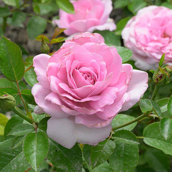 Роза Флорибунда Лав Сонг Садовита