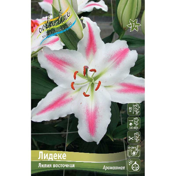 Лилия Лидеке 14/16 5 шт 