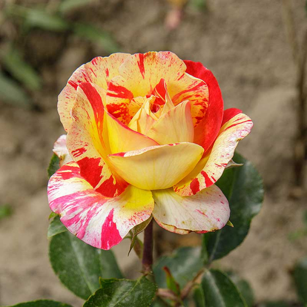 Роза флорибунда Камил Писсаро Садовита