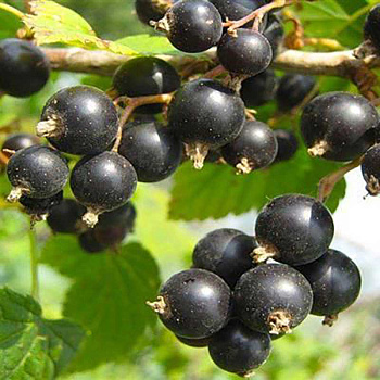 Смородина черная Журавушка Садовита