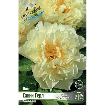 Пион Санни Герл 2/3 n 1 шт