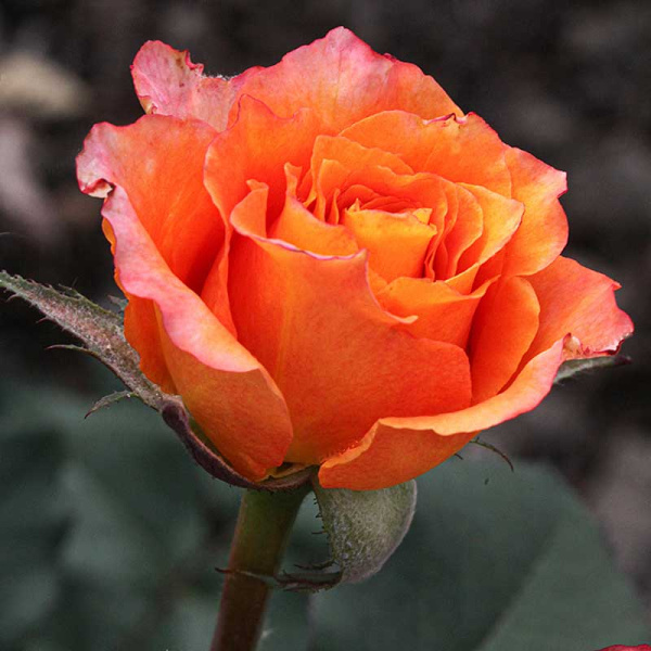 Роза чайно-гибридная Фри спирит Садовита