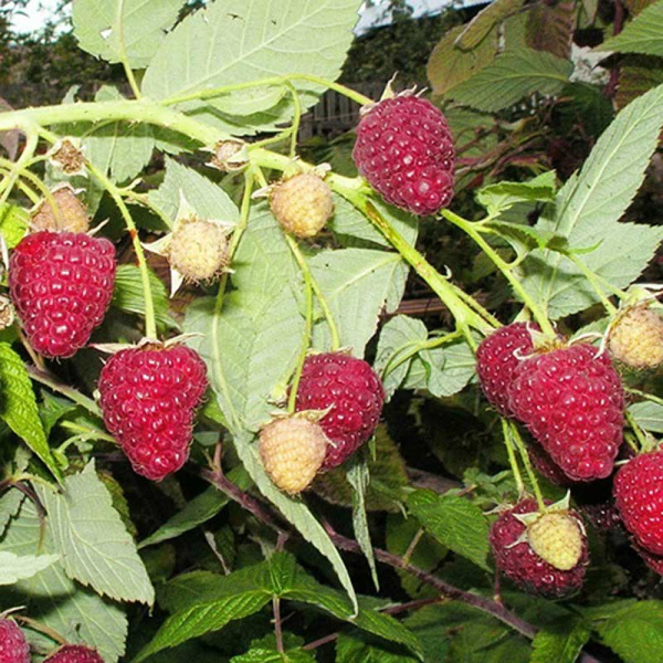 Малина Изобильная ремонтантная Садовита