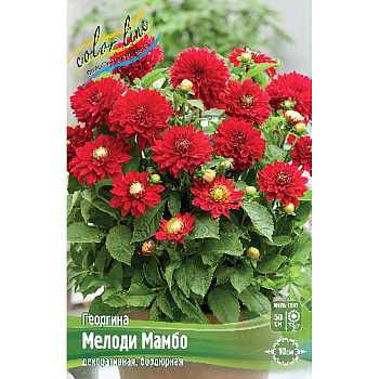Георгина Мелоди Мамбо I 1 шт