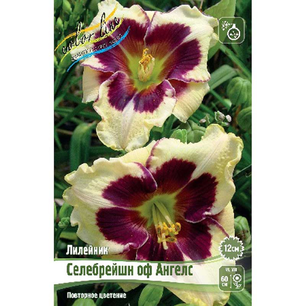 Лилейник Селебрейшн Оф Ангелс I 1 шт