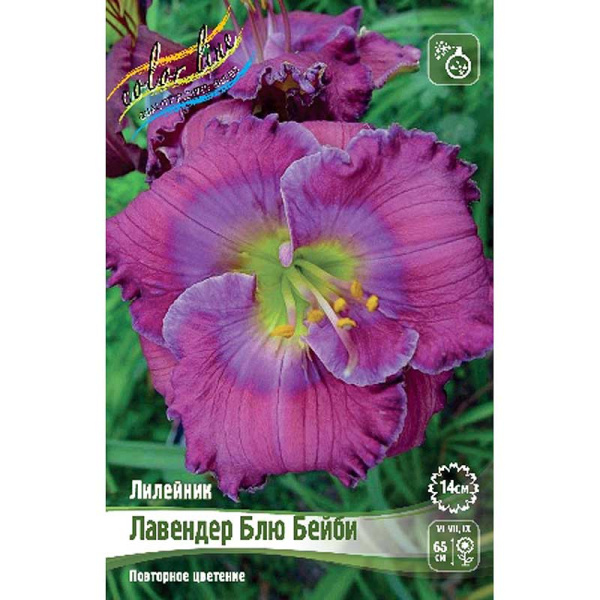 Лилейник Лавендер Блю Бейби I 25 шт Биг-пак 5870