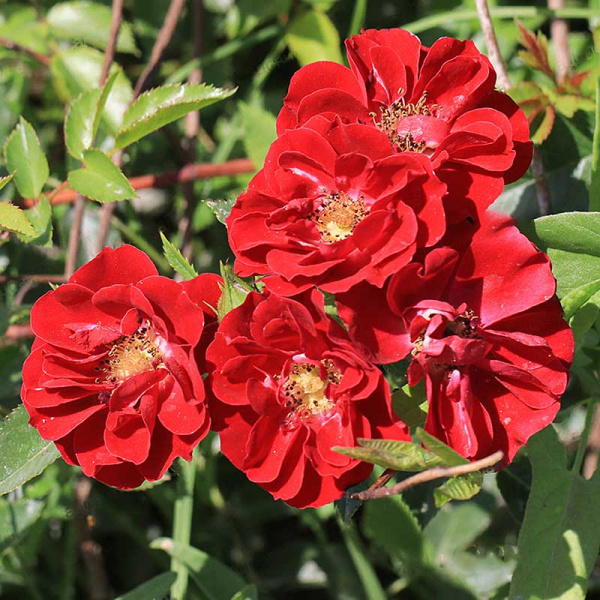 Роза почвопокровная Фейри Данс Садовита