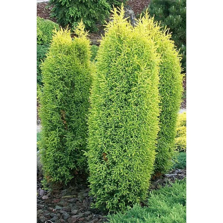 Можжевельник Juniperus Communis Gold Cone P9 ,шт Садовита 9284