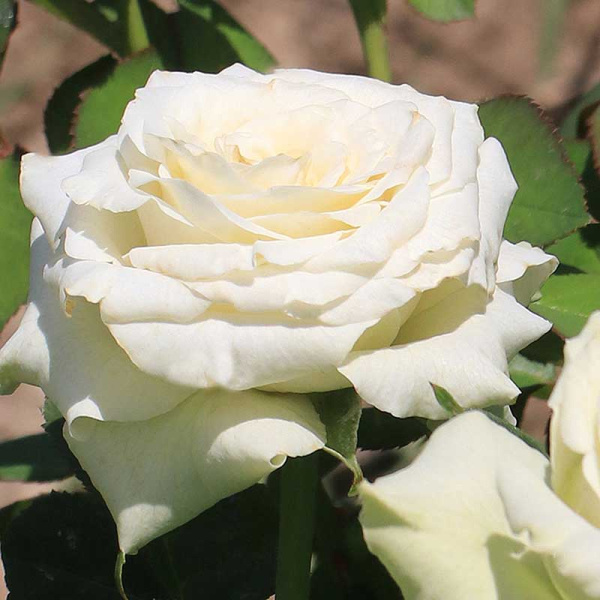 Роза чайно-гибридная Айсленд Садовита