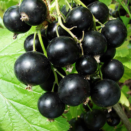 Смородина черная Ника Садовита