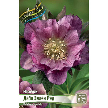 Морозник Дабл Эллен Ред I 1 шт