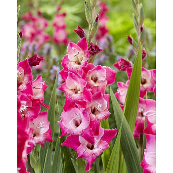 13581 Шоу-Бокс Гладиолус Лиззи 8/10 150 шт