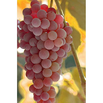 3034 Виноград Плодовый Рилайнс P9 ,шт