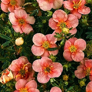 Лапчатка Кустарниковая Претти Полли P9 P9