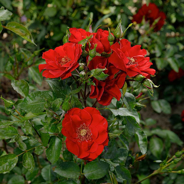 Роза флорибунда Чамплэйн Садовита