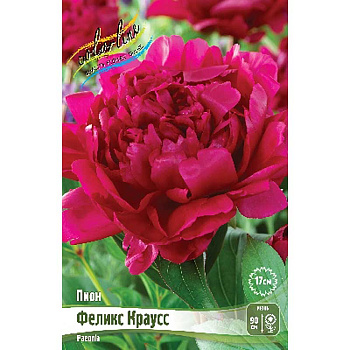 Пион Феликс Краусс 2/3 n 1 шт