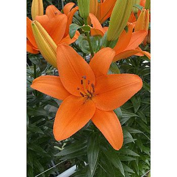 Лилия Базин 12/14 2 Эконом шт 