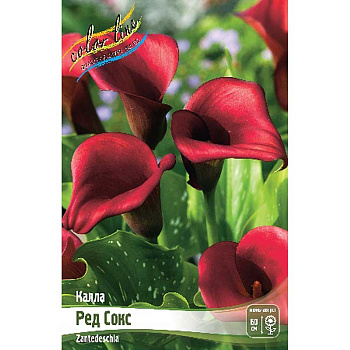 Калла Ред Сокс 12/14 2 шт 