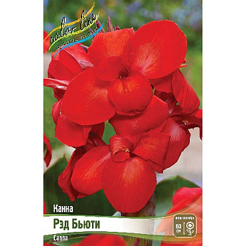 Канна (Зелен) Рэд Бьюти I 15 шт Шоу-бокс 13500